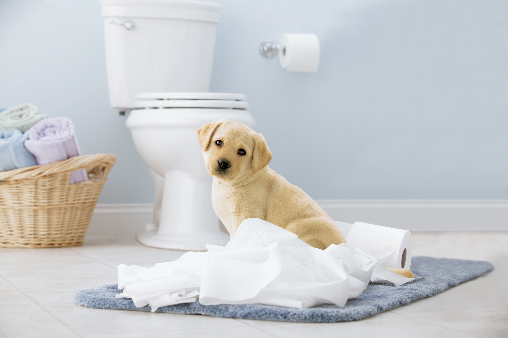 Projectbeeld voor Kimberly-Clark
